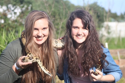 Reptiele en donkies hou dierelyfies model